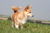 CORGI PEMBROKE 1234